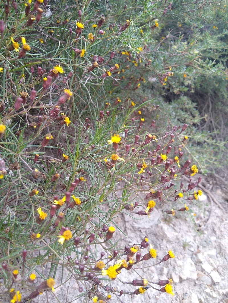 Senecio octolepis photo 2
