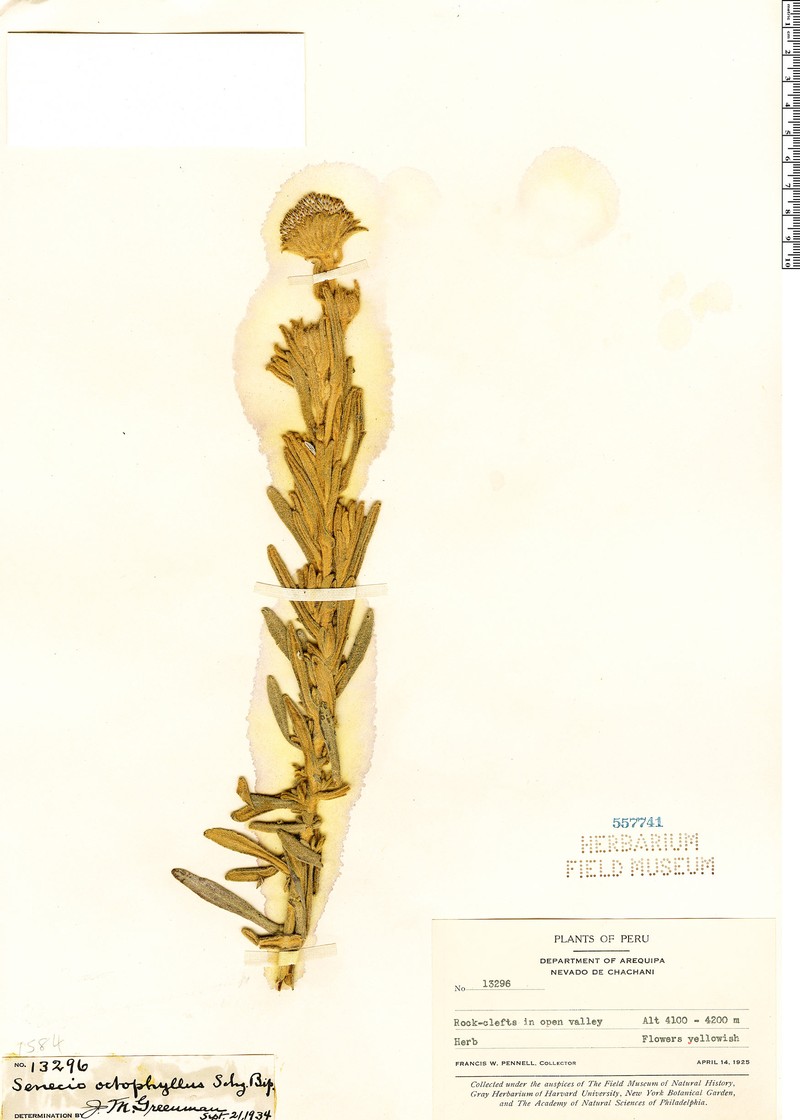 Senecio octophyllus