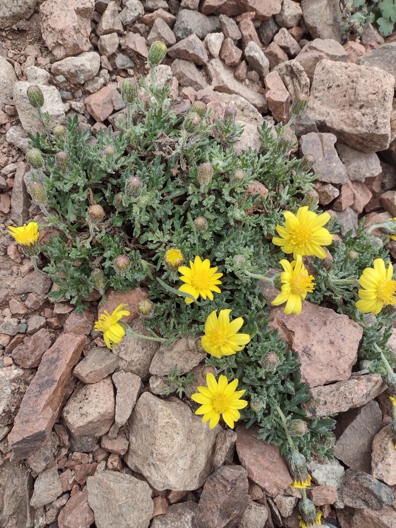 Senecio odonellii