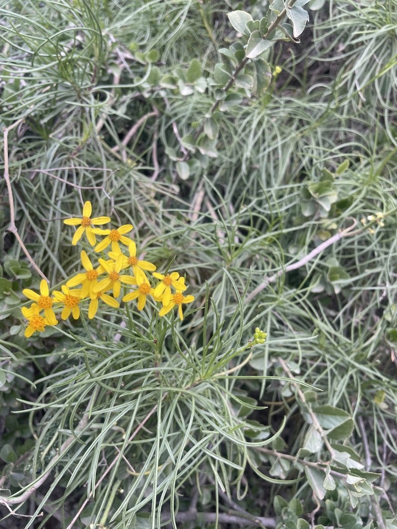 Senecio odontophyllus