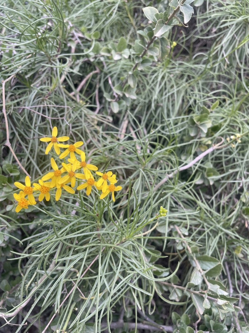 Senecio odontophyllus photo 2