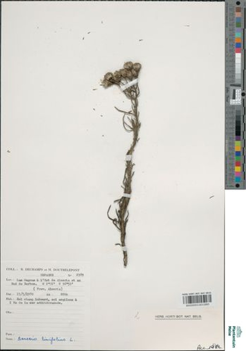 Senecio odontophyllus photo 3