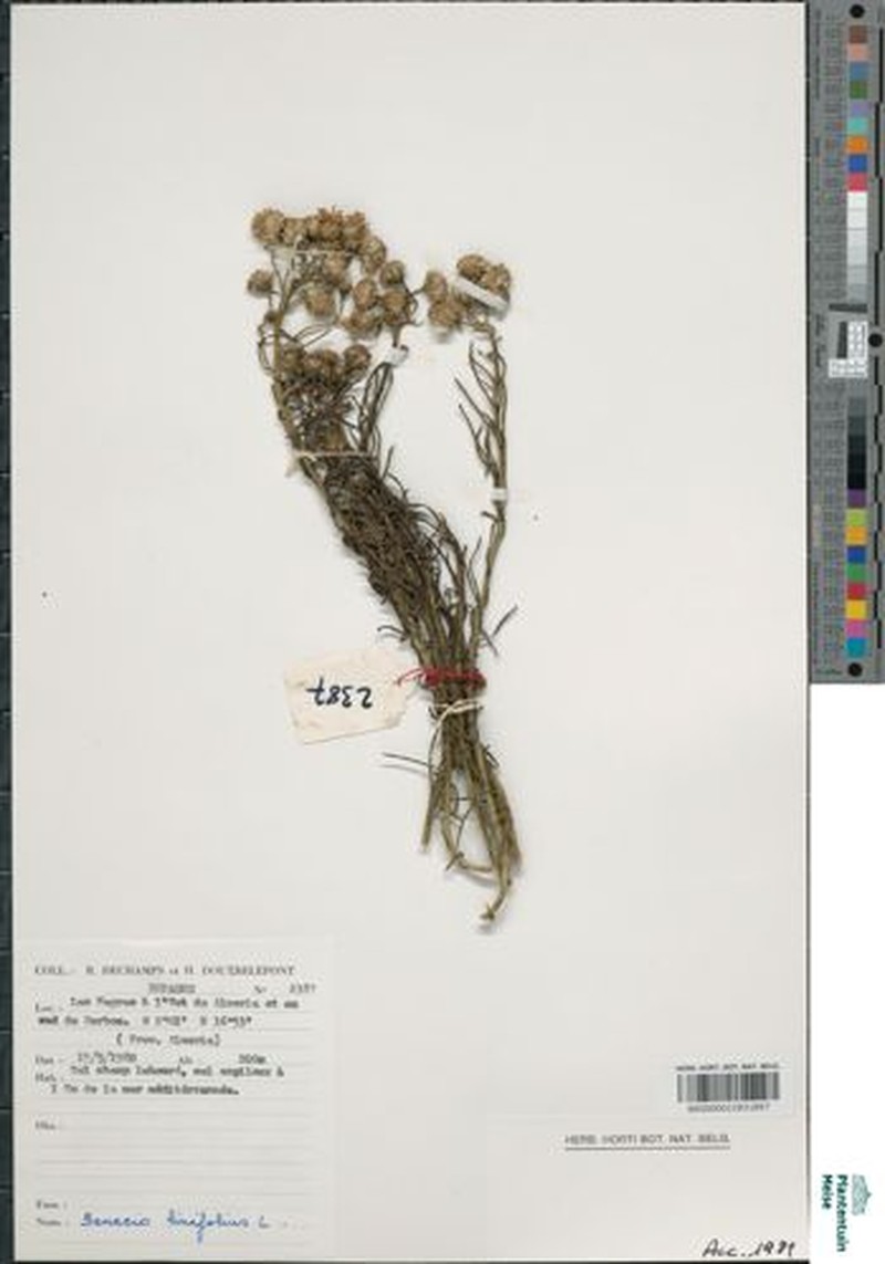 Senecio odontophyllus photo 4