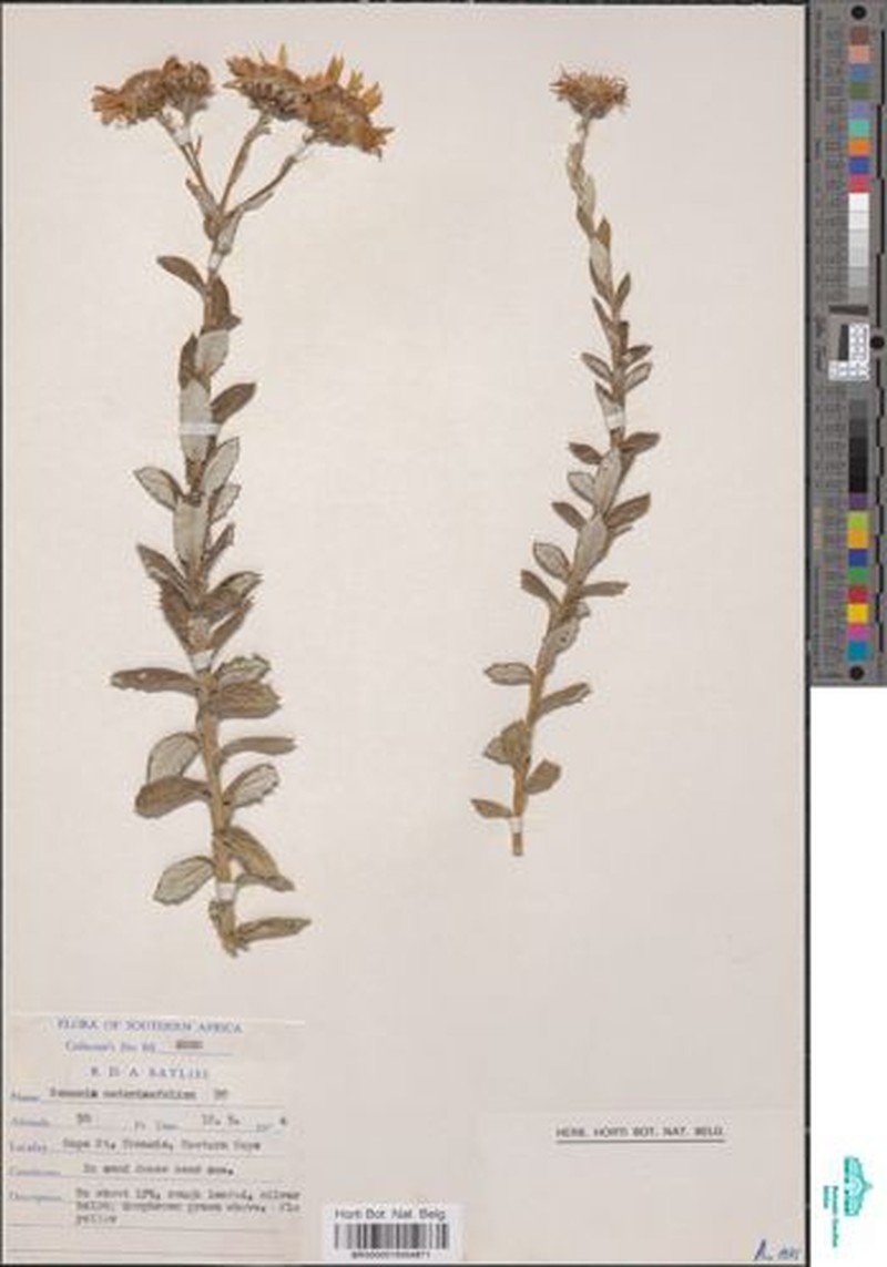 Senecio odontopterus