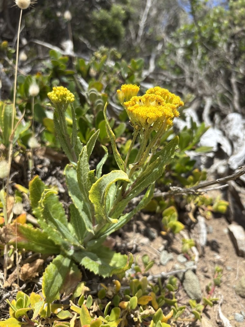 Senecio odoratus