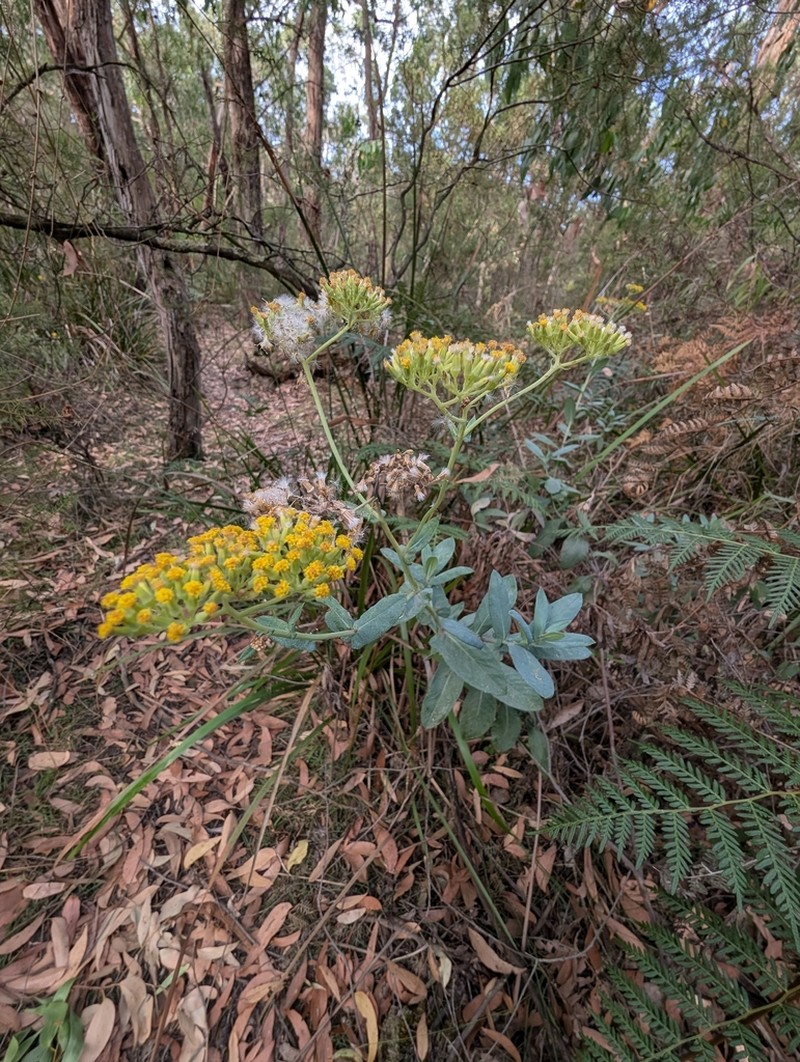 Senecio odoratus photo 2