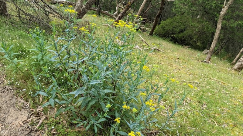 Senecio odoratus photo 3