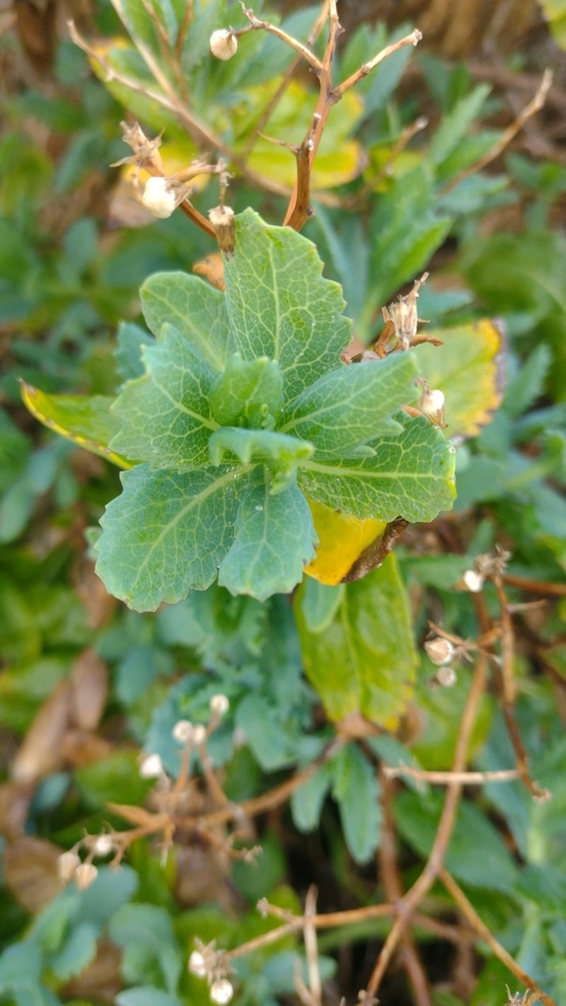 Senecio odoratus photo 5