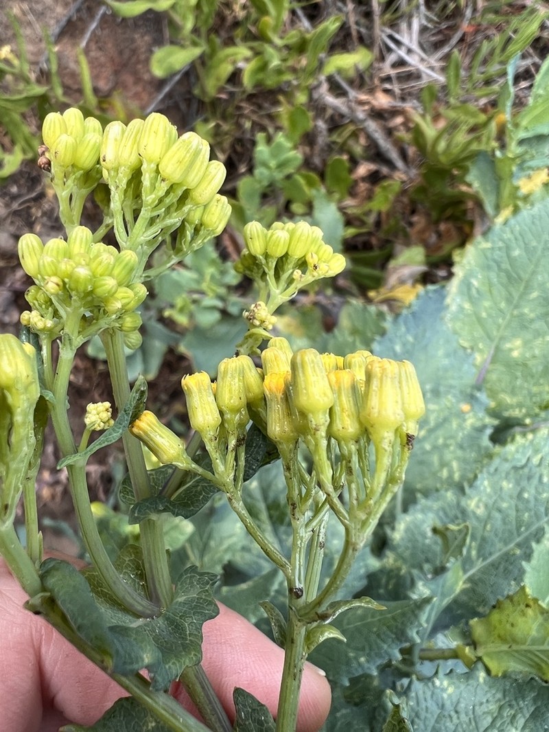 Senecio odoratus photo 6