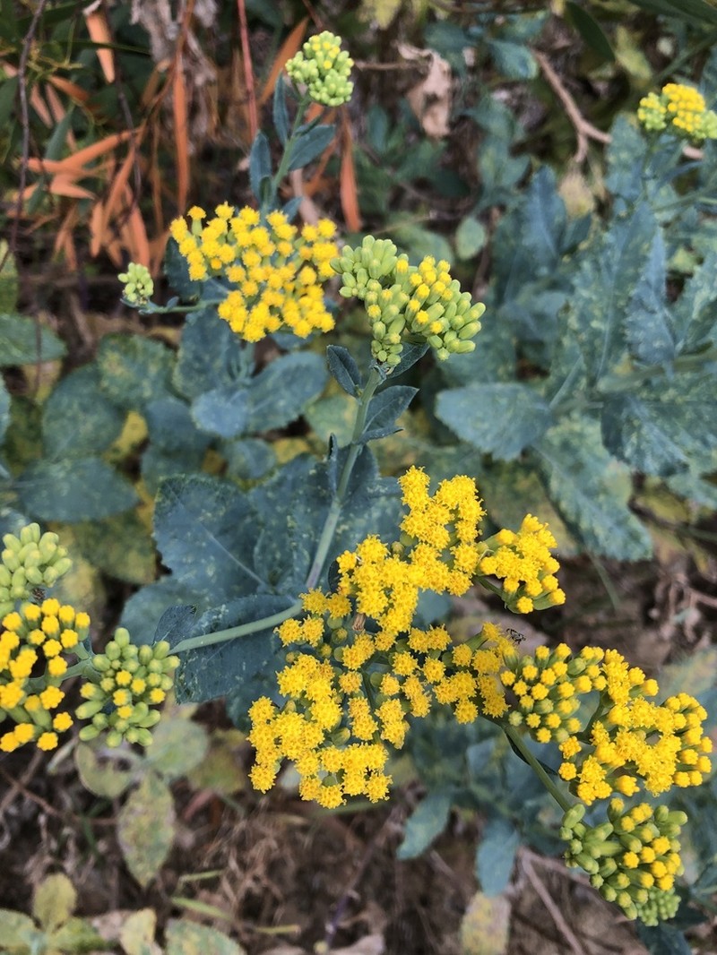 Senecio odoratus photo 7