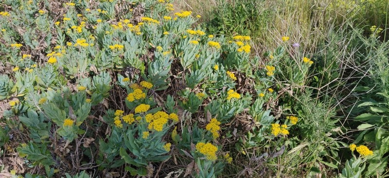 Senecio odoratus photo 8