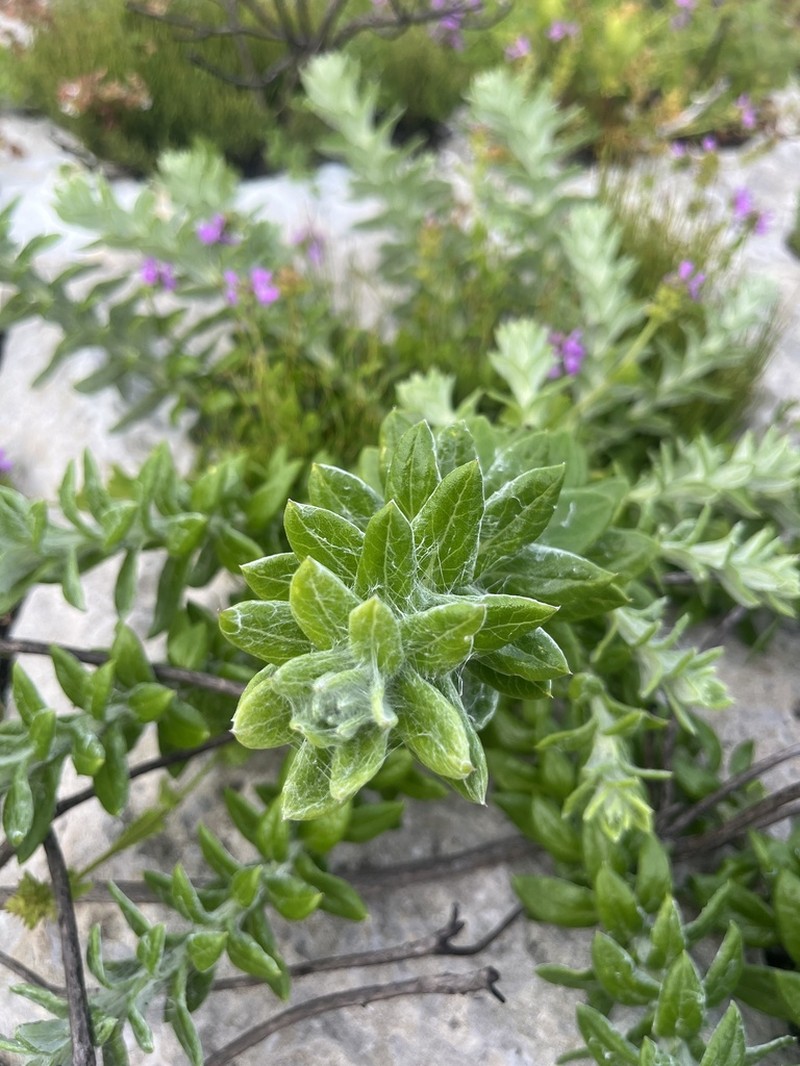 Senecio oederifolius