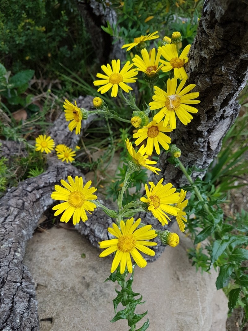 Senecio oederifolius photo 2