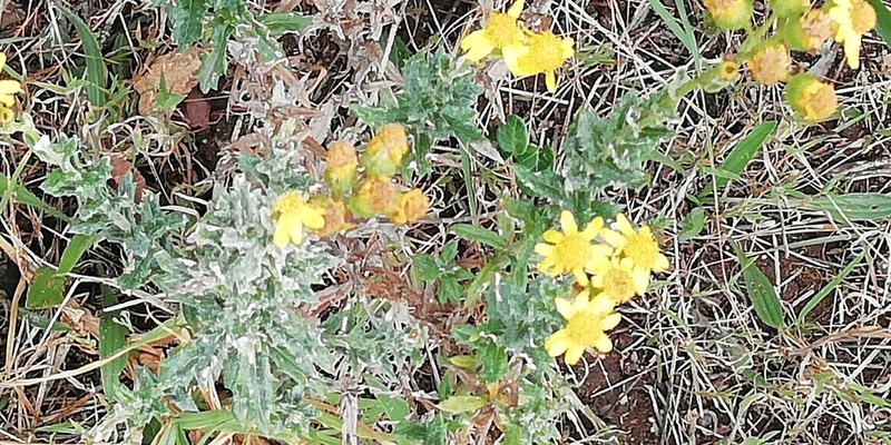 Senecio oederifolius photo 8