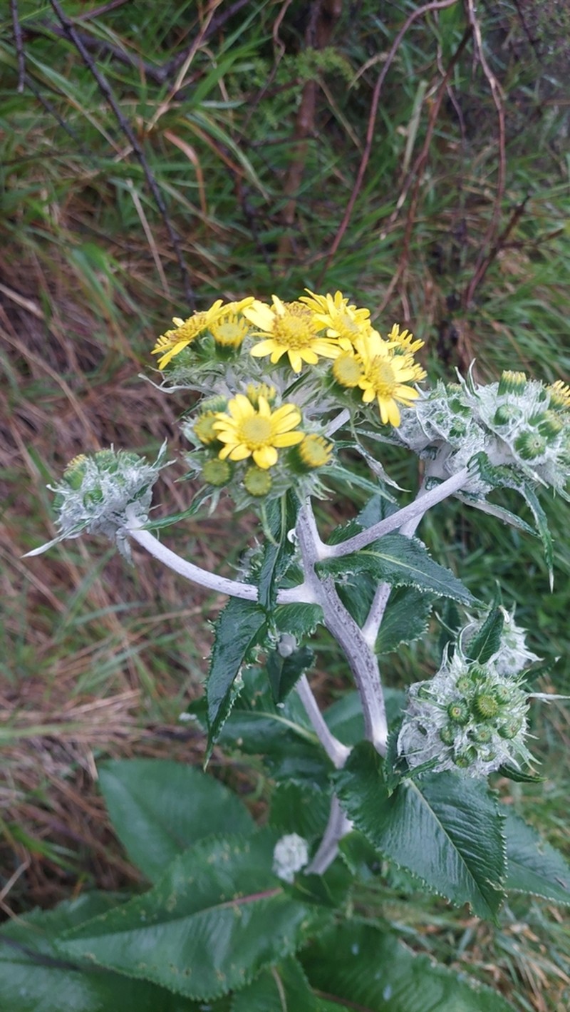 Senecio oerstedianus