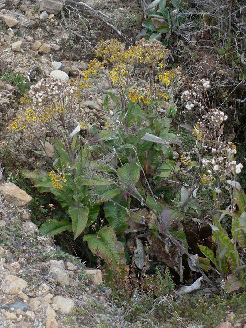Senecio oerstedianus photo 3