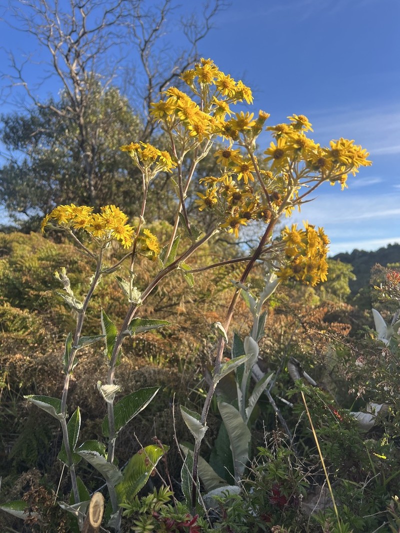 Senecio oerstedianus photo 4
