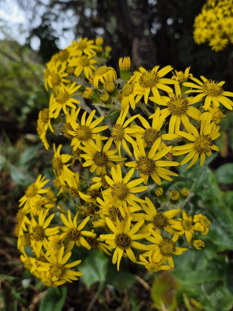 Senecio oerstedianus photo 5
