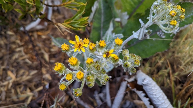Senecio oerstedianus photo 6