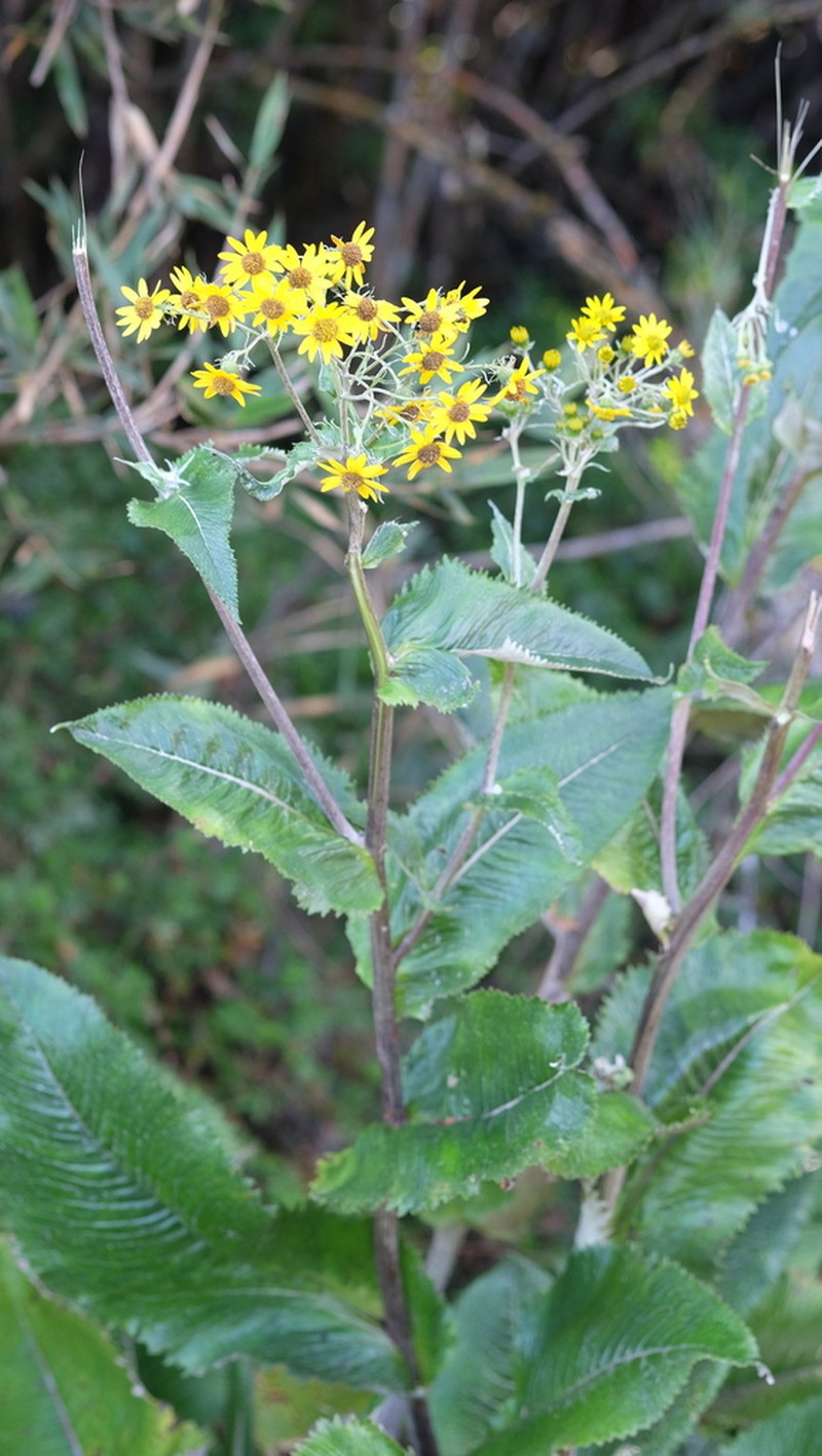 Senecio oerstedianus photo 7