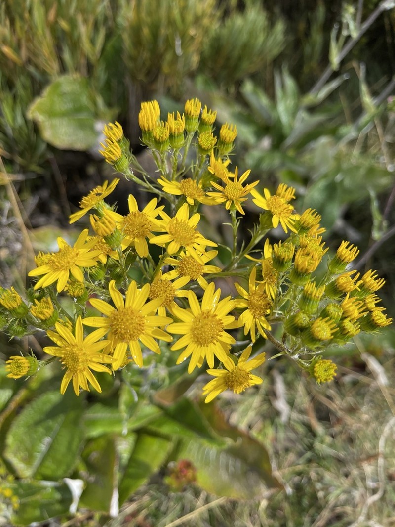 Senecio oerstedianus photo 8