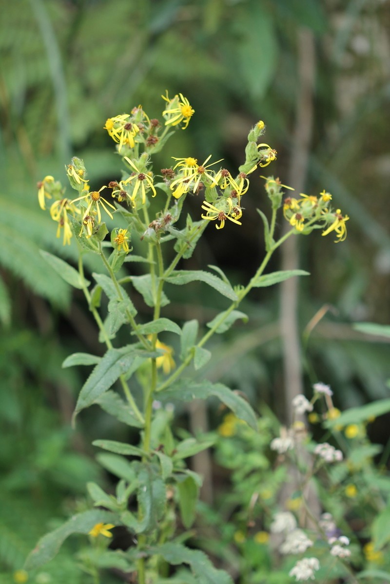 Senecio oleosus