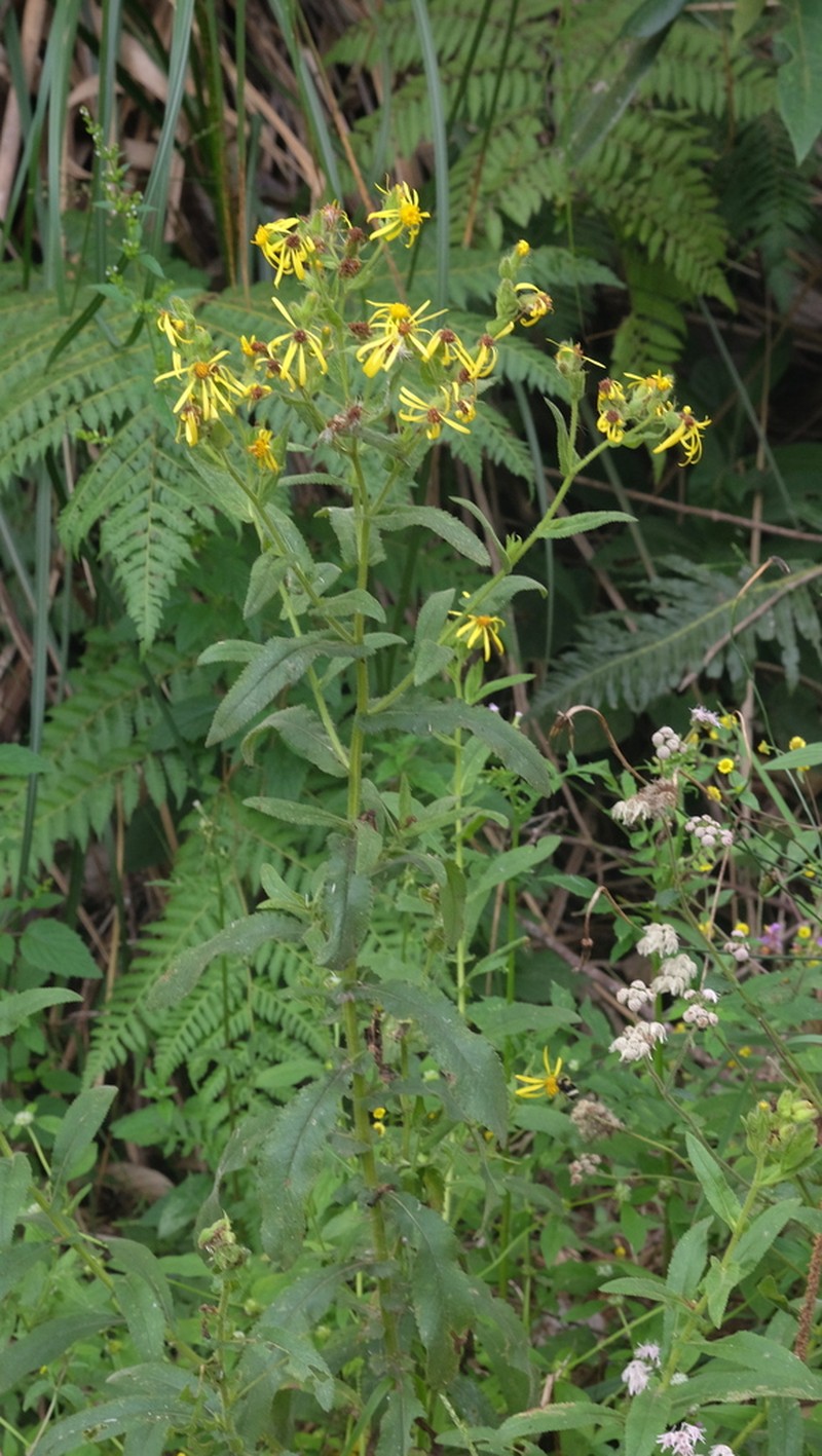 Senecio oleosus photo 2
