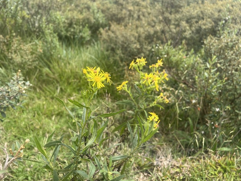 Senecio oleosus photo 3