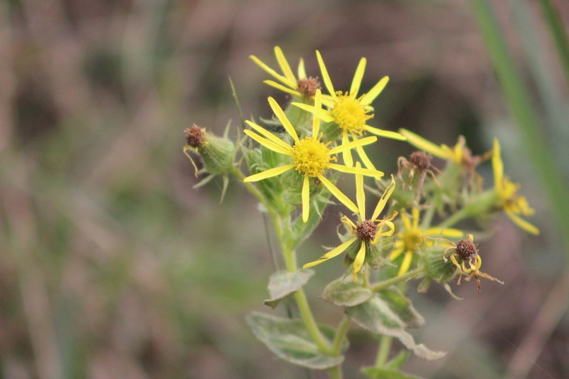 Senecio oleosus photo 4