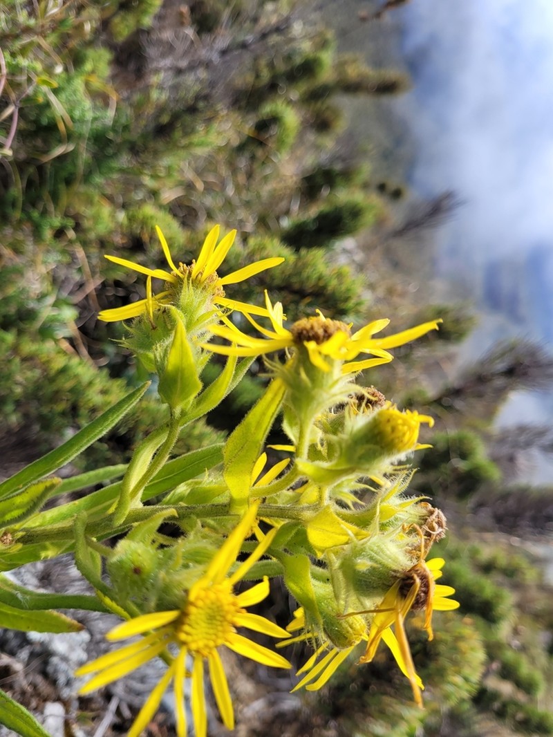 Senecio oleosus photo 5