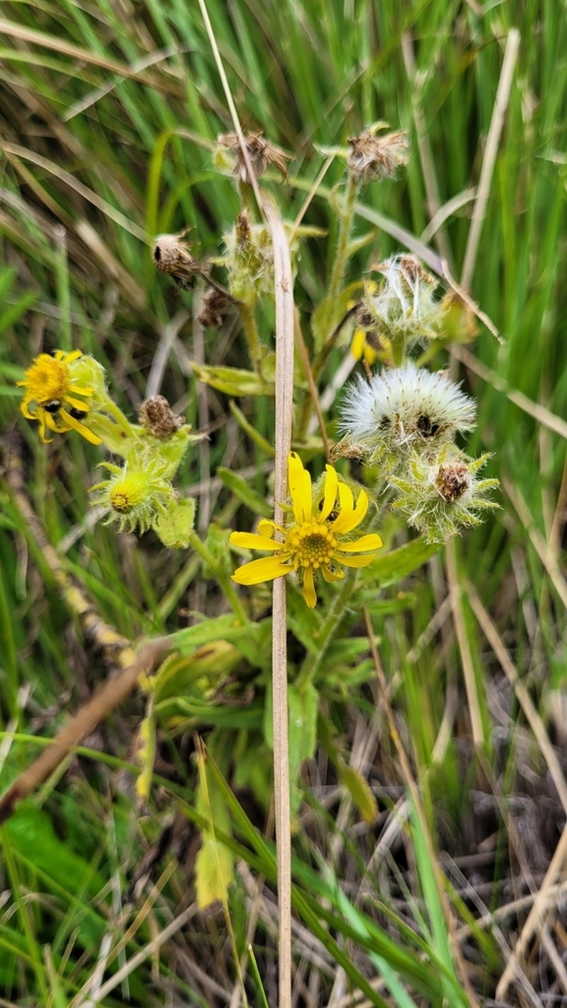 Senecio oleosus photo 6