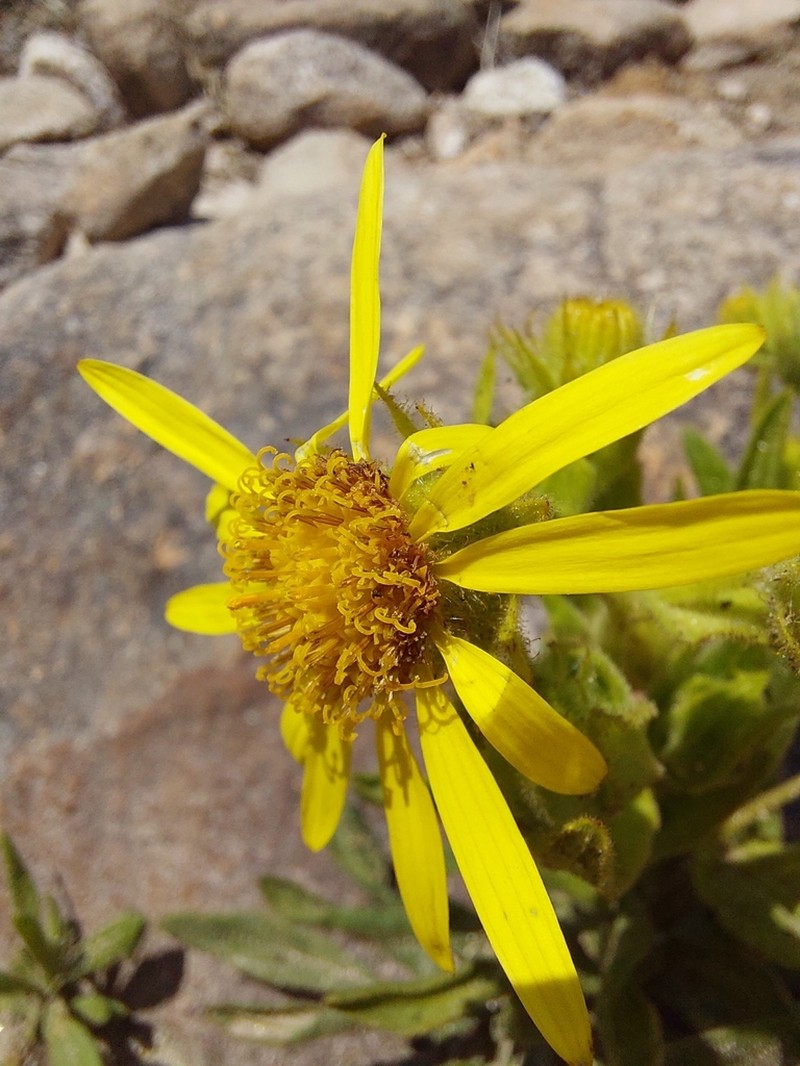 Senecio oleosus photo 7