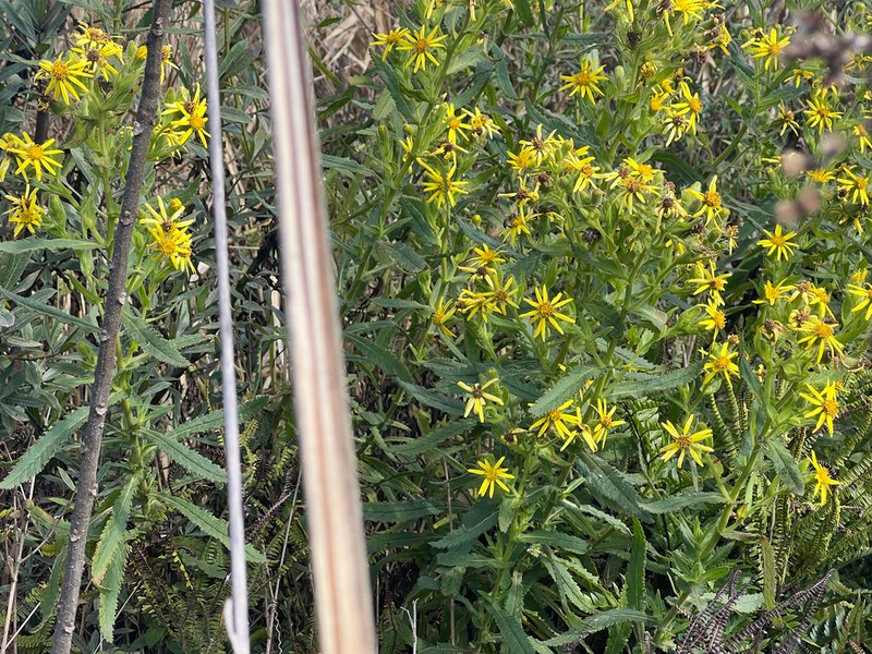 Senecio oleosus photo 8