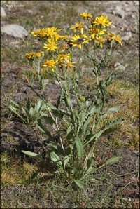 Senecio olgae