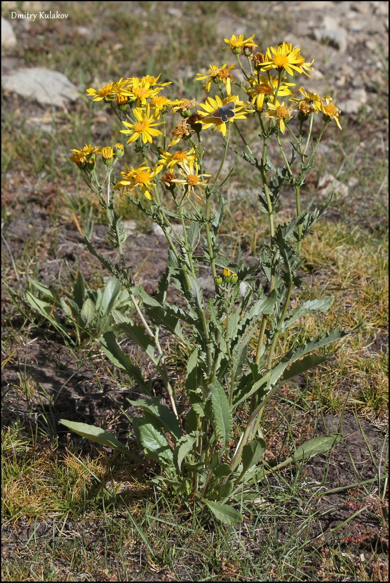 Senecio olgae