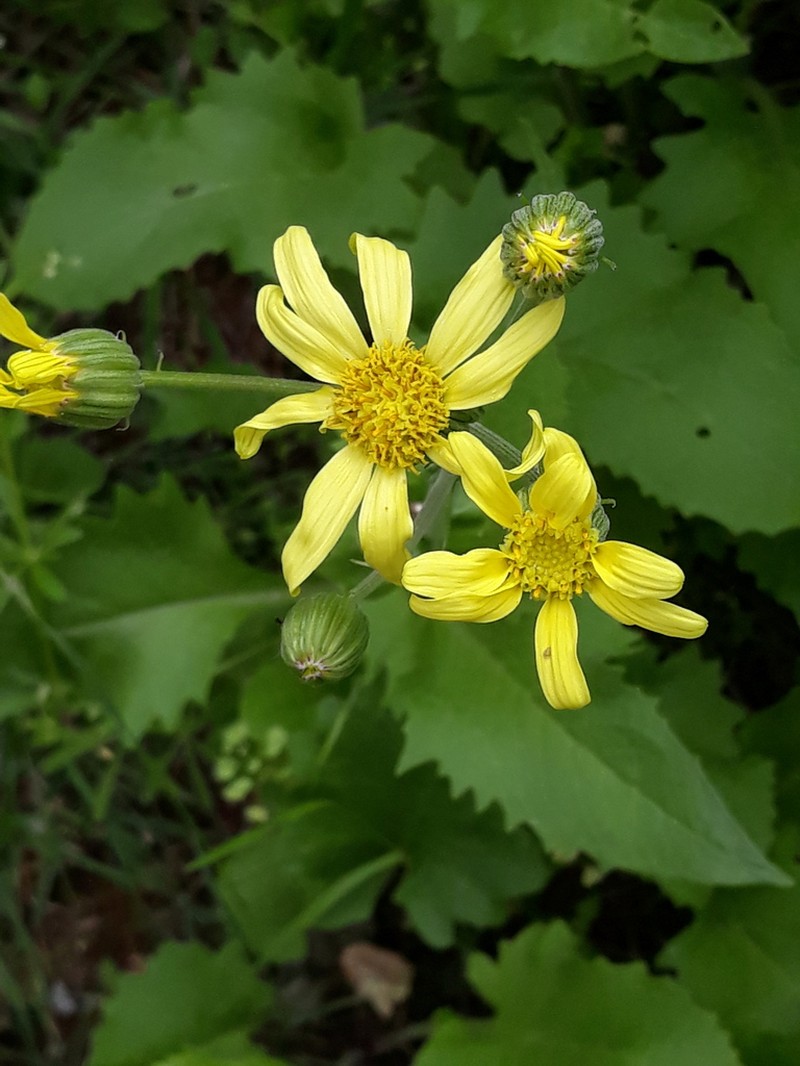 Senecio olgae photo 2