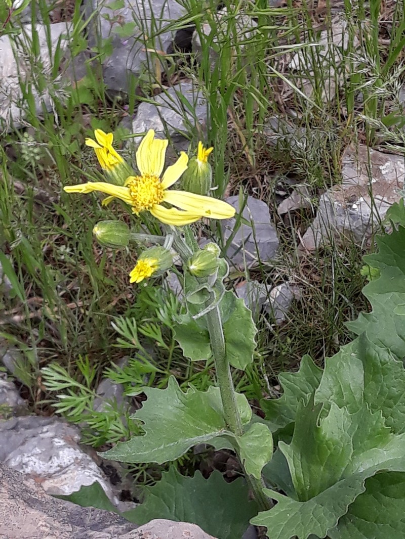 Senecio olgae photo 3