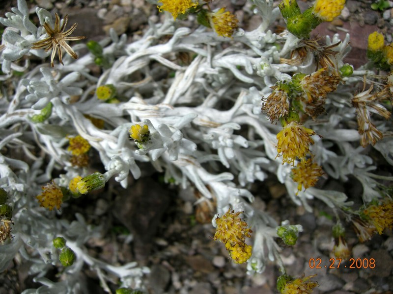 Senecio olivaceobracteatus