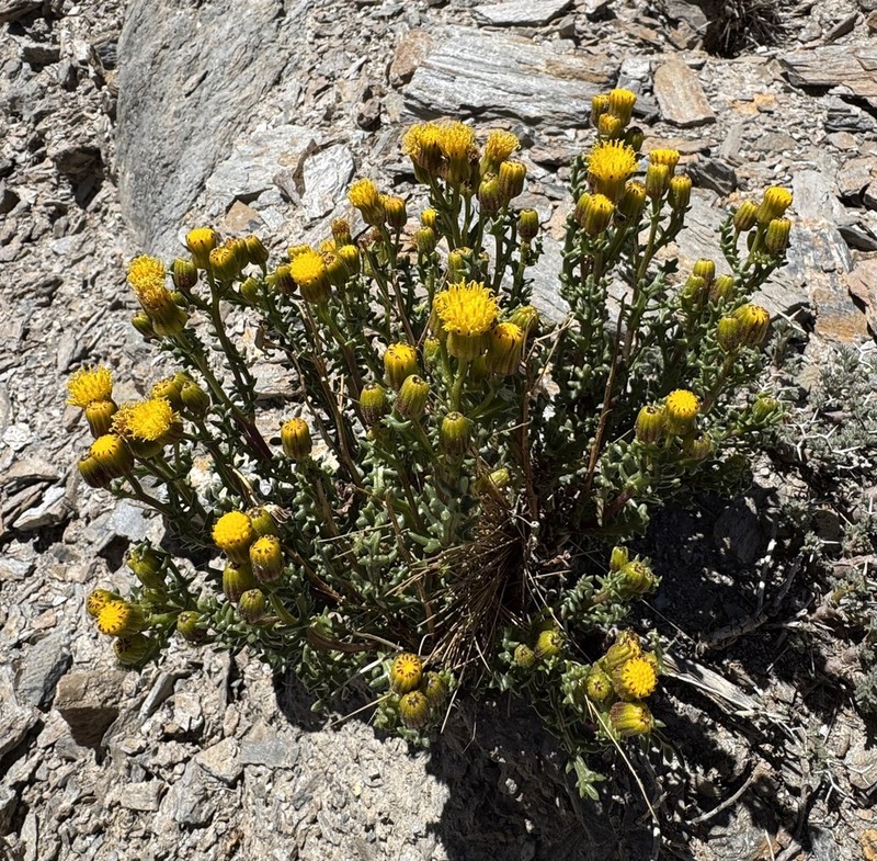 Senecio oreophyton