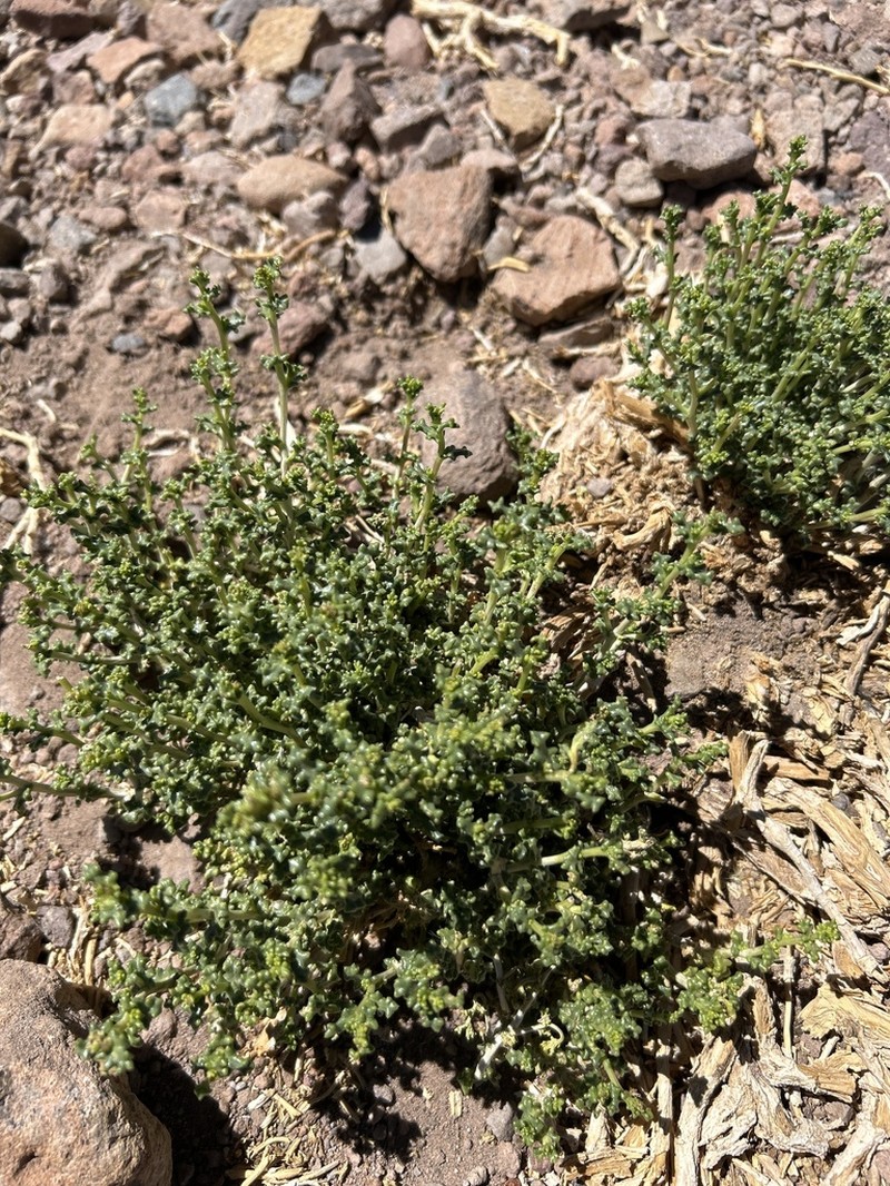 Senecio oreophyton photo 2