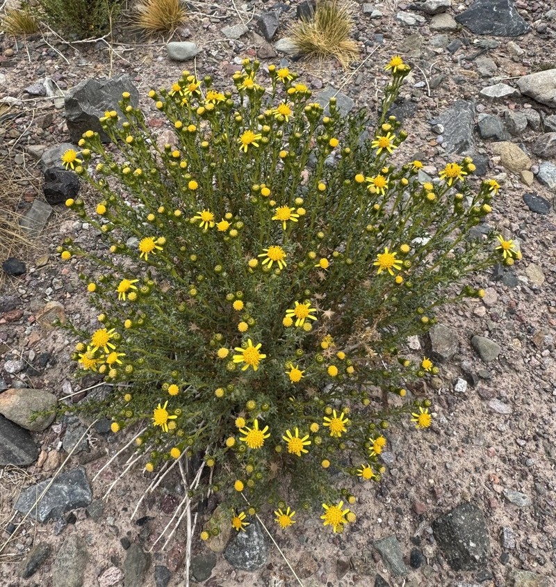 Senecio oreophyton photo 3