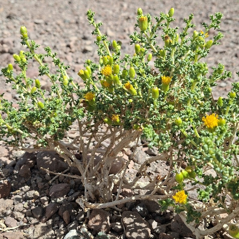 Senecio oreophyton photo 4