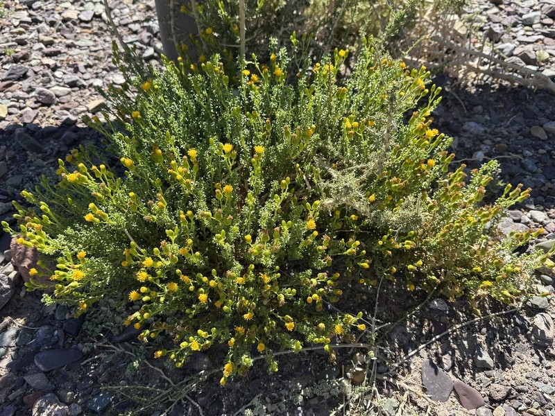 Senecio oreophyton photo 5