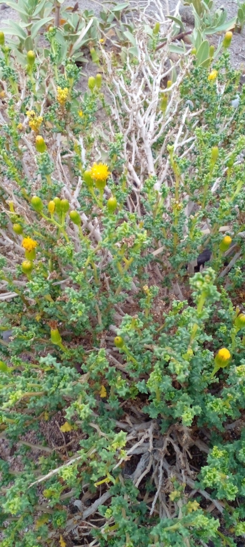 Senecio oreophyton photo 6