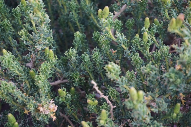 Senecio oreophyton photo 7