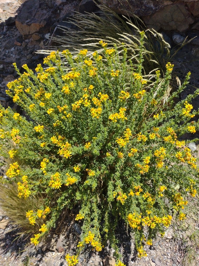 Senecio oreophyton photo 8