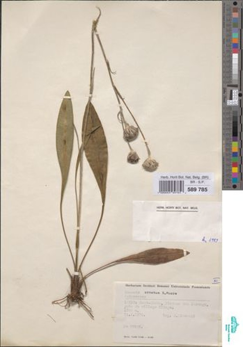 Senecio ornatus