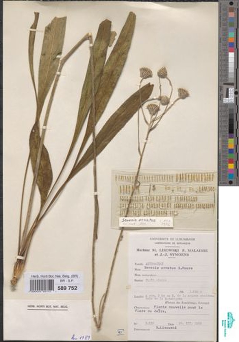 Senecio ornatus photo 2