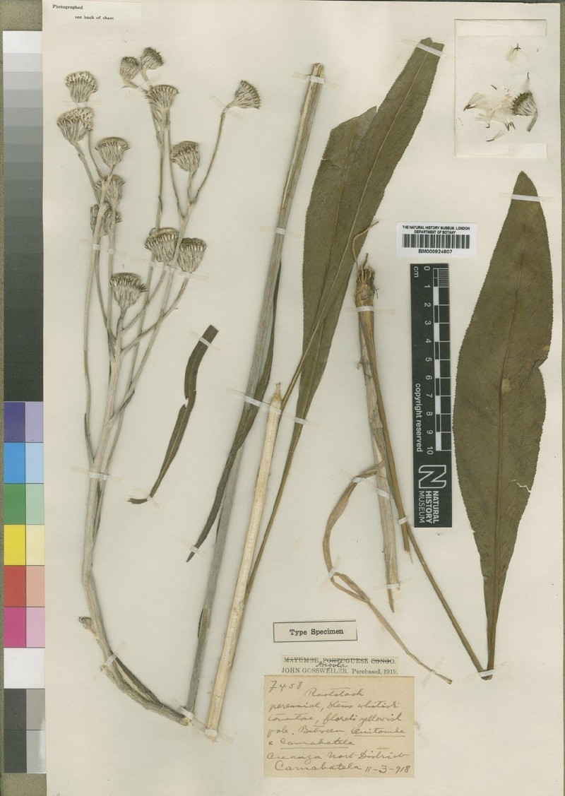 Senecio ornatus photo 4