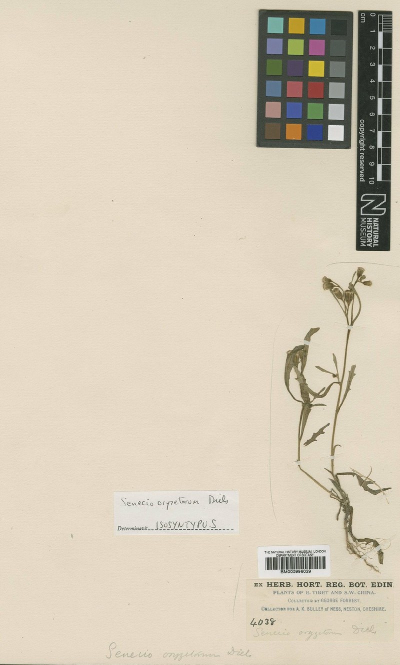 Senecio oryzetorum